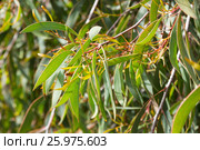 hakea laurina leaves outdoors. Стоковое фото, фотограф Яков Филимонов / Фотобанк Лори