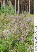 Природа Селигера. Вереск обыкновенный (лат. Calluna vulgaris) на опушке соснового бора. Стоковое фото, фотограф Елена Коромыслова / Фотобанк Лори