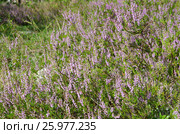 Вереск обыкновенный (лат. Calluna vulgaris) Стоковое фото, фотограф Елена Коромыслова / Фотобанк Лори