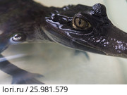 Beautiful caiman crocodile. Стоковое фото, фотограф Jan Jack Russo Media / Фотобанк Лори