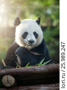 Portrait of nice panda bear eating in summer environment. Стоковое фото, фотограф Дмитрий Эрслер / Фотобанк Лори