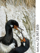 Rock Shag in Falkland Islands. Стоковое фото, фотограф Vladimir / Фотобанк Лори