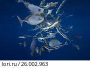 School of fishes Remora (Echeneis naucrates) and Bignose Unicornfish (Naso vlamingii) under surface of the water, Indian Ocean, Maldive. Стоковое фото, фотограф Некрасов Андрей / Фотобанк Лори