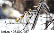 Лёд на дереве в весеннем лесу. Weather anomalies, frosts. Весенние заморозки, погодные аномалии. Стоковое видео, видеограф Светлана Промысловская / Фотобанк Лори