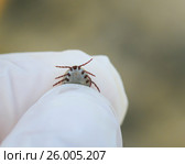 Insect mite pressurized blood in the hands in gloves rubber. Стоковое фото, фотограф Бачкова Наталья / Фотобанк Лори