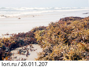 Саргасс, или Саргассум (лат. Sargassum), или Саргассовые водоросли, или «морской виноград» — морские бурые водоросли семейства саргассовых (Sargassaceae) выброшенные на пляж (2017 год). Стоковое фото, фотограф Ирина Кожемякина / Фотобанк Лори