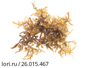 Саргасс, или Саргассум (лат. Sargassum), или Саргассовые водоросли, или «морской виноград», — род морских бурых водорослей семейства саргассовых (Sargassaceae). Изолировано на белом фоне. Стоковое фото, фотограф Ирина Кожемякина / Фотобанк Лори