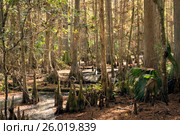 Белые цапли в болотных кипарисах. Highlands Hammock, Florida State Parks, USA (2016 год). Стоковое фото, фотограф Ирина Кожемякина / Фотобанк Лори