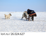 Ненцы загоняют северных оленей, и заарканят для упряжки саней, мужчина поймал оленя за рога (2017 год). Стоковое фото, фотограф Evgenii Mitroshin / Фотобанк Лори