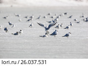 Чайка озерная. Black-headed (Larus ridibundus). Стоковое фото, фотограф Василий Вишневский / Фотобанк Лори