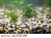 A curious little fish swimming in an aquarium. Стоковое фото, фотограф Сергей Ляшенко / Фотобанк Лори