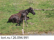 The birth of a stallion in a horse in a natural habitat. Стоковое фото, фотограф Evgenii Mitroshin / Фотобанк Лори