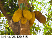 Jackfruit on the trees in the jungles of India. Стоковое фото, фотограф Олег Жуков / Фотобанк Лори