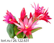 Розовые цветы Декабриста (Schlumbergera) крупным планом, на белом фоне. Стоковое фото, фотограф E. O. / Фотобанк Лори