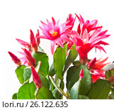 Розовые цветки Декабриста (Schlumbergera) на белом фоне. Стоковое фото, фотограф E. O. / Фотобанк Лори