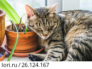 Европейский короткошерстный кот спит на подоконнике. Стоковое фото, фотограф Алёшина Оксана / Фотобанк Лори