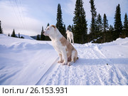 Щенок, кобель алабая (4 мес.) сидит на фоне леса. Стоковое фото, фотограф Светлана Попова / Фотобанк Лори
