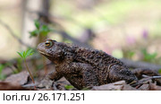 Серая жаба / Bufo bufo or European toad sitting in spring forest. Стоковое видео, видеограф Сергей Пристяжнюк (Serg Zastavkin) / Фотобанк Лори