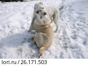 Щенки САО играют на снегу. (7 мес.) Стоковое фото, фотограф Светлана Попова / Фотобанк Лори