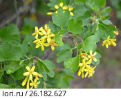 Ветка цветущей смородины золотистой (Ribes aureum Pursh.) с каплями воды. Стоковое фото, фотограф Ирина Борсученко / Фотобанк Лори