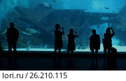 People Silhouette before aguarium with boat and fish (2017 год). Стоковое видео, видеограф Кирилл Трифонов / Фотобанк Лори