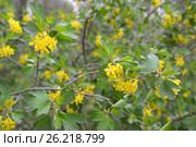 Цветущая смородина золотистая (Ribes aureum Pursh.) Стоковое фото, фотограф Ирина Борсученко / Фотобанк Лори