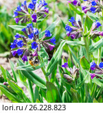 Медуница мягчайшая ( лат. Pulmonaria mollis ). Цветущее растение и Шмель ( лат. Bombus ) собирающий нектар. Стоковое фото, фотограф Евгений Мухортов / Фотобанк Лори