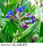Медуница мягчайшая ( лат. Pulmonaria mollis ). Цветущее растение и Шмель ( лат. Bombus ) собирающий нектар. Стоковое фото, фотограф Евгений Мухортов / Фотобанк Лори