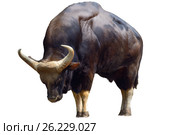 Gaur. Стоковое фото, фотограф Татьяна Карасева / Фотобанк Лори