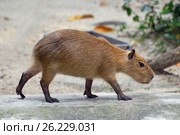 Capybara. Стоковое фото, фотограф Татьяна Карасева / Фотобанк Лори