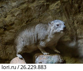 Капский даман (2017 год). Стоковое фото, фотограф Галина Савина / Фотобанк Лори
