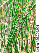 Растение Хвощ зимующий ( лат. Equisetum hyemale ) Стоковое фото, фотограф Евгений Мухортов / Фотобанк Лори