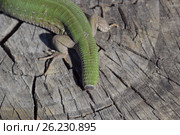 Regeneration of the lizard's tail. An ordinary quick green lizard. Lizard on the cut of a tree stump. Sand lizard, lacertid lizard. Стоковое фото, фотограф Леонид Еремейчук / Фотобанк Лори