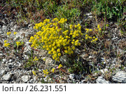 Цмин песчаный (бессмертник).Helichrysum arenarium. Стоковое фото, фотограф Овчинникова Ирина / Фотобанк Лори
