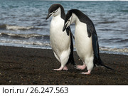 Chinstrap Penguin on the beach. Стоковое фото, фотограф Vladimir / Фотобанк Лори