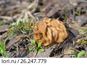 Строчок обыкновенный (лат. Gyromitra esculenta) Стоковое фото, фотограф Елена Коромыслова / Фотобанк Лори