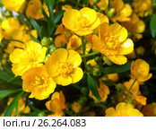 Erantis (spring) family of buttercups. Стоковое фото, фотограф Oleksandr Khalimonov / Фотобанк Лори