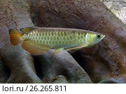 Азиатская Аравана (Scleropages formosus) Стоковое фото, фотограф Григорий Писоцкий / Фотобанк Лори