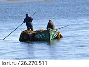 Заготовители водорослей работают в Белом море. Россия, Архангельская область, Соловки (2012 год). Редакционное фото, фотограф Яковлев Сергей / Фотобанк Лори