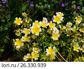 Лимнантовые - Poached egg plant или Лимнантес Дугласа цветы. Стоковое фото, фотограф Татьяна Кахилл / Фотобанк Лори