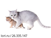 Cat with a kitten.  British Shorthair. Isolated on white background. Стоковое фото, фотограф Ирина Кожемякина / Фотобанк Лори