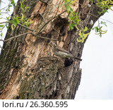 Дрозд-рябинник на гнезде с птенцами. Стоковое фото, фотограф Юлия Бабкина / Фотобанк Лори