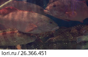 Grouper fish in restaurant aquarium tank for sale to diners stock footage video. Стоковое видео, видеограф Юлия Машкова / Фотобанк Лори