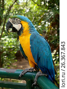 Blue-and-Yellow Macaw Parrot - Ara Ararauna in a zoo, Santa Cruz, Bolivia (2016 год). Стоковое фото, фотограф Жукова Юлия / Фотобанк Лори