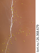 Множество маленьких детенышей паука (lat. Araneae, Aranei) на паутине. Стоковое фото, фотограф Наталья Гармашева / Фотобанк Лори