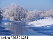 Altai river Talitsa with with couple of swans and reflection of willow trees covered by hoarfrost in water in winter. Стоковое фото, фотограф Сергей Пристяжнюк (Serg Zastavkin) / Фотобанк Лори