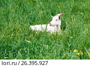 Goat cub lies on a green grass outdoors. Стоковое фото, фотограф Никита Ковалёв / Фотобанк Лори
