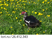 Индоутка, или мускусная утка (Cairina moschata) на лугу. Стоковое фото, фотограф Елена Коромыслова / Фотобанк Лори