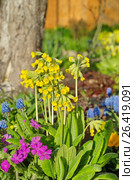 Примула весенняя (лат. Primula veris) на клумбе в саду. Стоковое фото, фотограф Елена Коромыслова / Фотобанк Лори