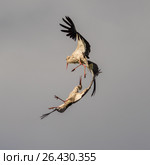 Two beautiful cranes dance in the sky of Latvia. Стоковое фото, фотограф Дмитрий Петраков / Фотобанк Лори